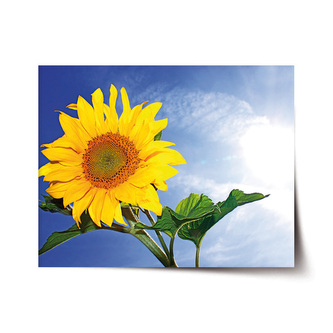Plakát Slunečnice 2: 120x80 cm Plakát Slunečnice 2: 120x80 cm