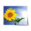 Plakát Slunečnice 2: 120x80 cm