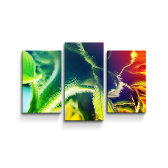 Obraz - 3-dílný Duhová květina: 75x50 cm