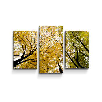 Obraz - 3-dílný Koruny stromů: 75x50 cm