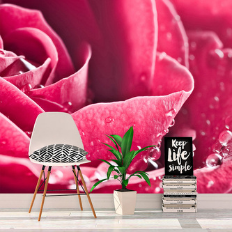 Tapeta Detail růže: 208x125 cm