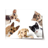 Plakát Štěňátka a koťátka: 90x60 cm