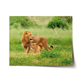 Plakát Lev a lvice: 90x60 cm