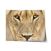 Plakát Pohled lvice: 90x60 cm