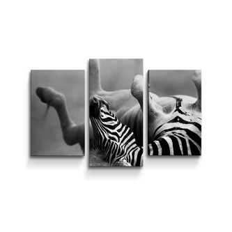 Obraz - 3-dílný Válející se zebra: 75x50 cm