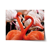 Plakát Plameňáci 2: 90x60 cm