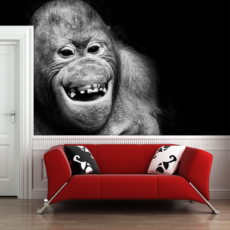 Tapeta Orangutan: 336x220 cm Tapeta Orangutan: 336x220 cm