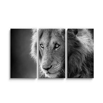 Obraz - 3-dílný Lvíček: 120x80 cm