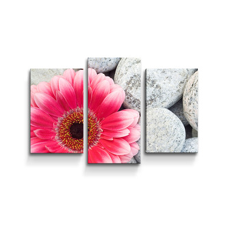 Obraz - 3-dílný Gerbera na kamenech: 75x50 cm