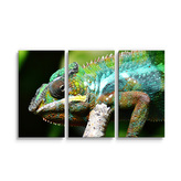Obraz - 3-dílný Chameleon: 120x80 cm