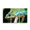 Obraz - 3-dílný Chameleon: 120x80 cm