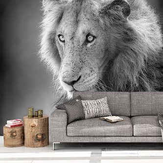 Tapeta Lvíček: 336x220 cm