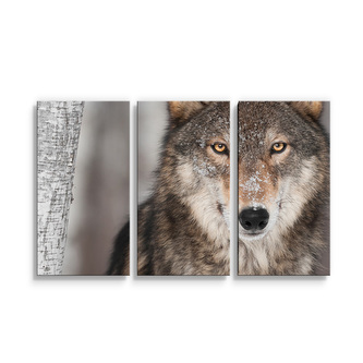 Obraz - 3-dílný Vlk 2: 120x80 cm