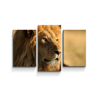 Obraz - 3-dílný Lev 3: 75x50 cm