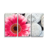 Obraz - 3-dílný Gerbera na kamenech: 120x80 cm