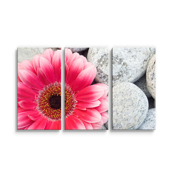 Obraz - 3-dílný Gerbera na kamenech: 120x80 cm