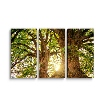 Obraz - 3-dílný Stromy: 120x80 cm