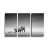 Obraz - 3-dílný Slon a zebra: 120x80 cm