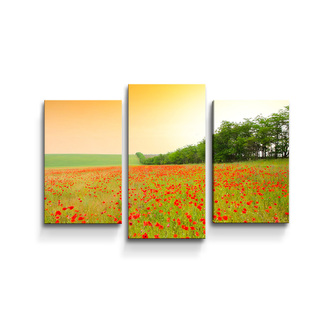 Obraz - 3-dílný Pole vlčích máků: 75x50 cm