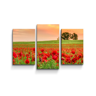 Obraz - 3-dílný Pole vlčích máků 2: 75x50 cm