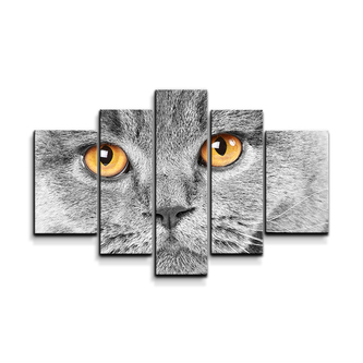 Obraz - 5-dílný Kočičí pohled: 125x90 cm