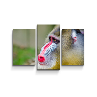 Obraz - 3-dílný Mandril: 75x50 cm