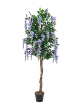 Vistárie fialová, 150 cm