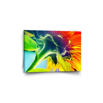 Obraz Duhová květina: 60x40 cm