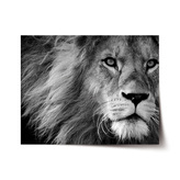 Plakát Lev 2: 60x40 cm