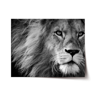 Plakát Lev 2: 60x40 cm Plakát Lev 2: 60x40 cm