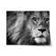 Plakát Lev 2: 60x40 cm
