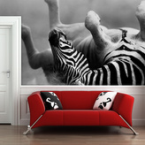 Tapeta Válející se zebra: 336x220 cm