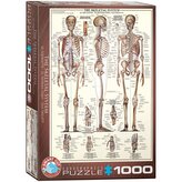 EUROGRAPHICS Puzzle Kosterní soustava 1000 dílků