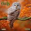 Magic Owls 2025