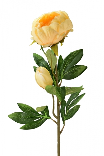 Pivoňka meruňková 76 cm