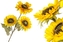 Slunečnice 3 květy 85 cm