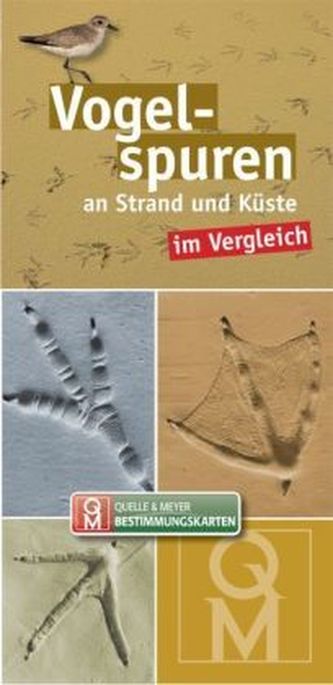 Vogelspuren an Strand und Küste im Vergleich