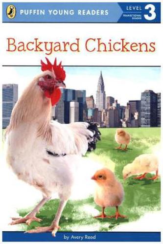 Backyard Chickens