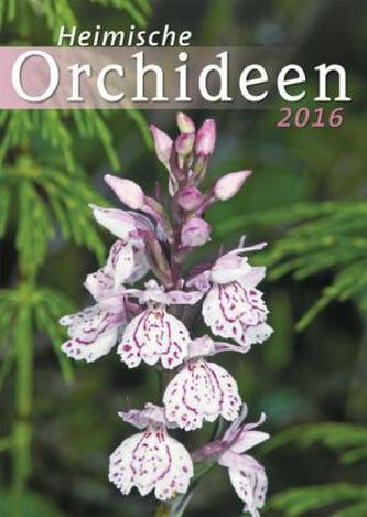 Heimische Orchideen 2016