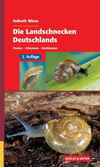 Die Landschnecken Deutschlands