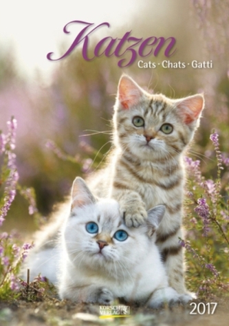 Katzen 2017