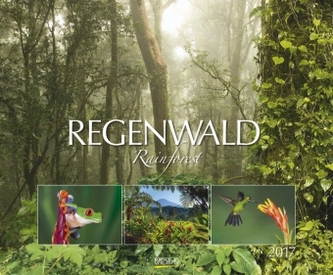 Regenwald 2017