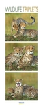 Wildlife Triplets 2017