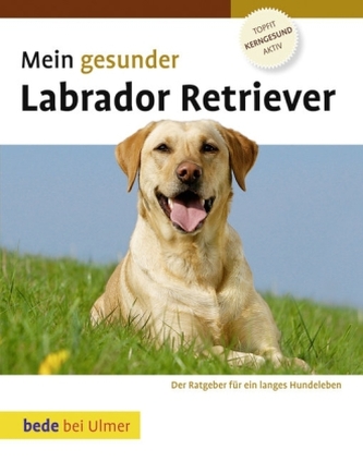 Mein gesunder Labrador Retriever