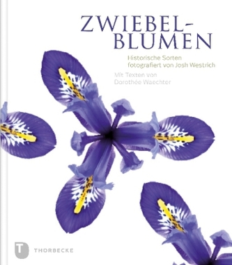 Zwiebelblumen