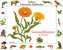 Sommerblumen im Garten