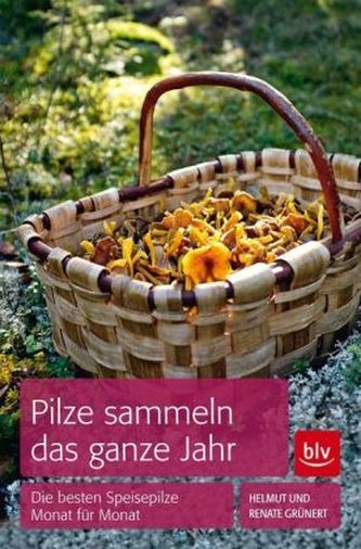Pilze sammeln das ganze Jahr