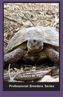 Russian Tortoises in captivity