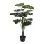 House Nordic Monstera