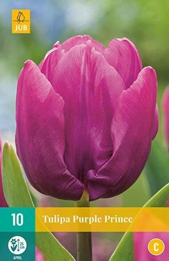 Karta - Tulipán - Purple Prince (10 cibulí) "C"